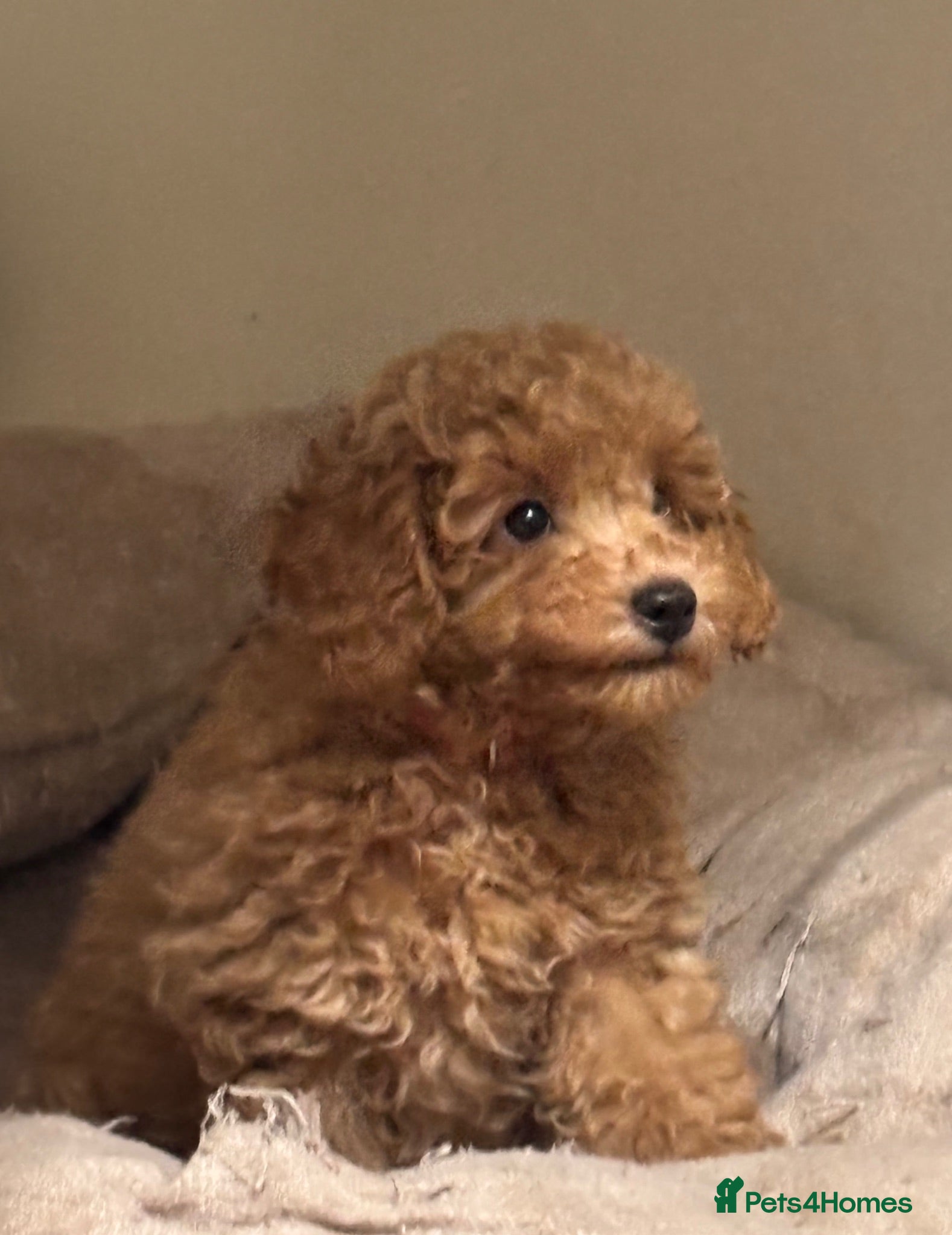 Toy Poodle dogs Toy poodle puppies🩵 READY TO LEAVE NOW🩵 - Advert 5