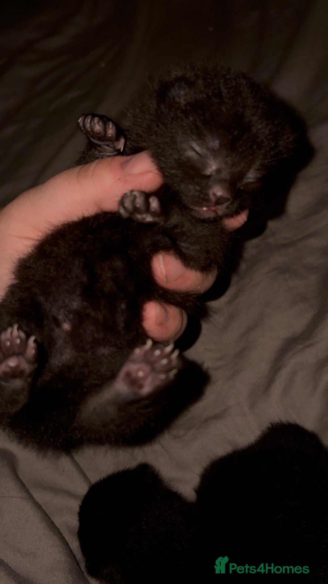 Mixed Breed cats for sale: Two black girl kittens  - Image 2