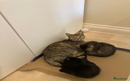 Mixed Breed cats for sale: Kittens - Image 3