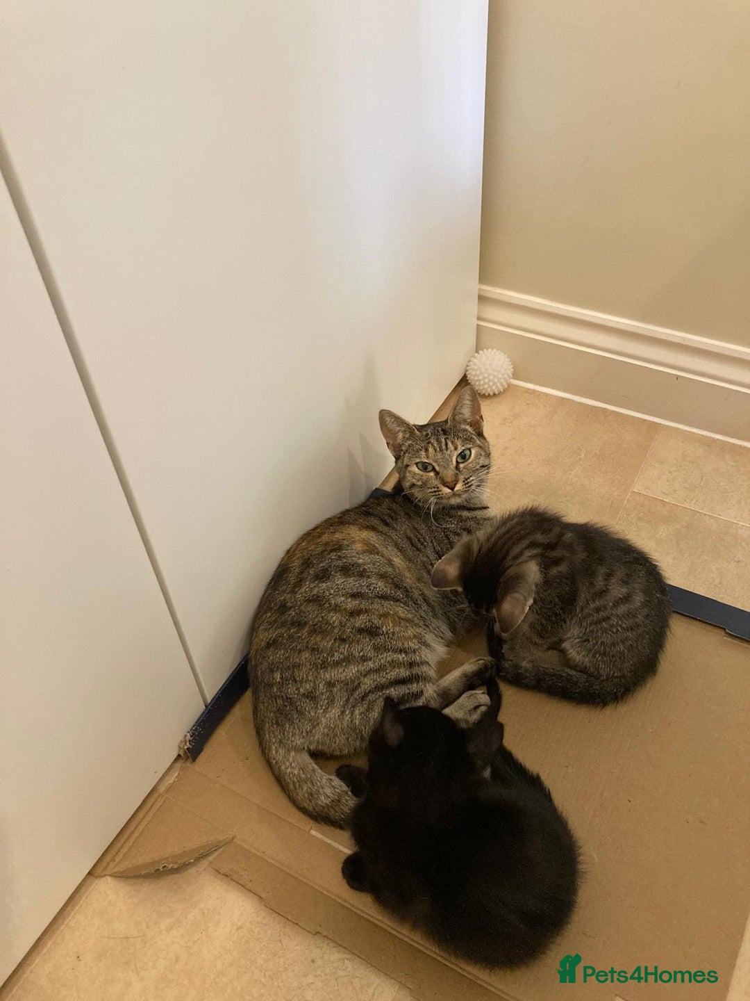 Mixed Breed cats for sale: Kittens - Image 3