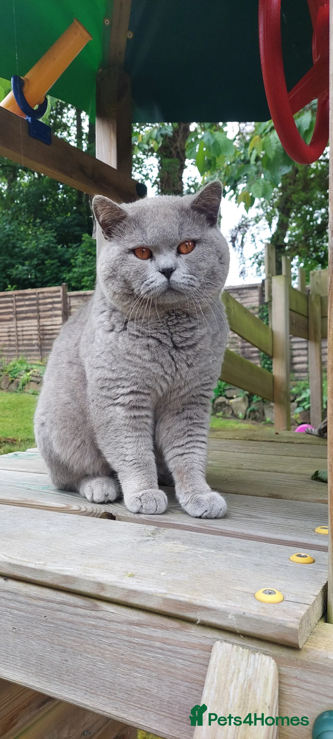 British Shorthair cats for sale: Gccf Registered Male - Advert 1
