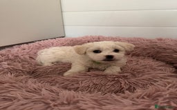 Bichon Frise dogs for sale: 🤍 3 female and 5 male are looking for a family.  - Image 3