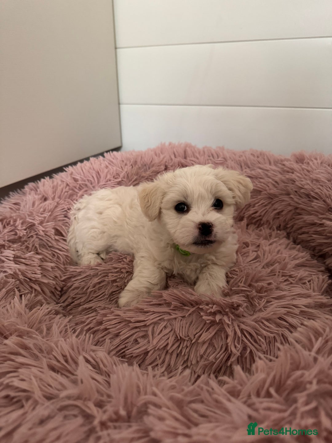 Bichon Frise dogs for sale: 🤍 3 female and 5 male are looking for a family.  - Image 3