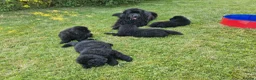 Newfoundland dogs for sale: KC Registered Black Newfoundland Puppies  - Advert 23