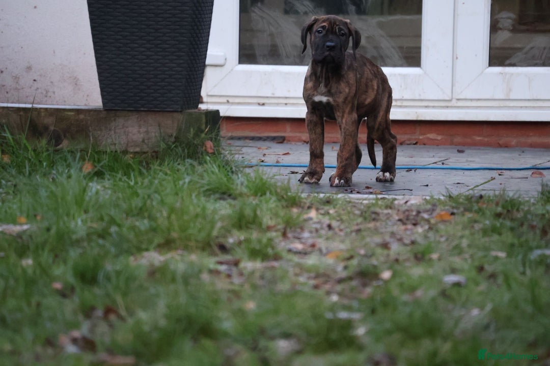 Presa Canario dogs for sale: Presa Canario Puppies (Recognised Breeder) - Advert 16