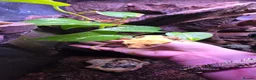 Gecko reptiles for sale: Male Crested Gecko with Full Exo Terra Setup in Bristol - Advert 5