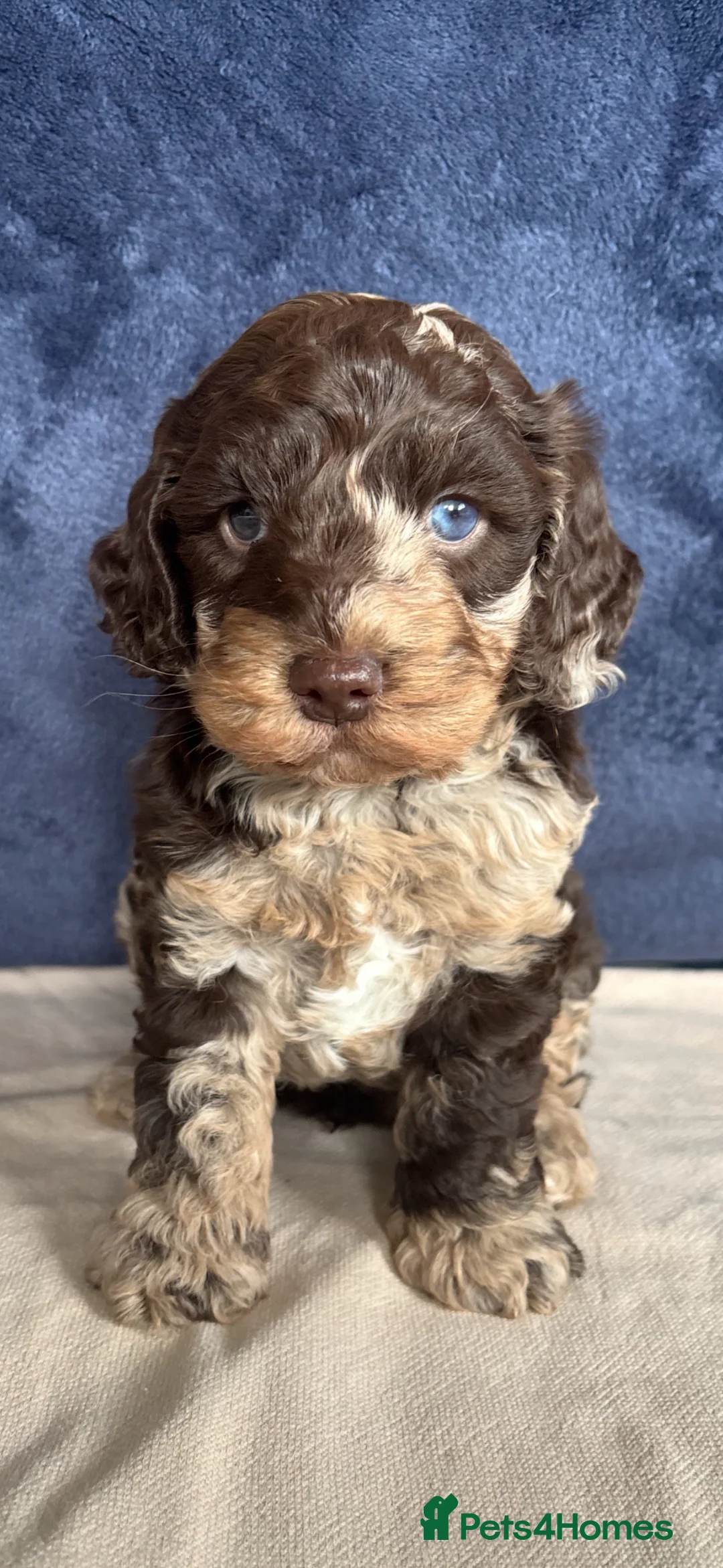 Cockapoo dogs for sale: Cockapoo Merle Puppy - Advert 1