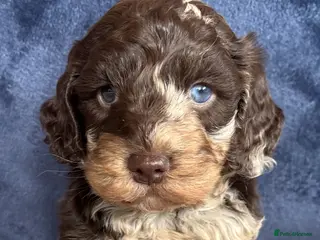 Cockapoo dogs Cockapoo Merle Puppy - Advert 2