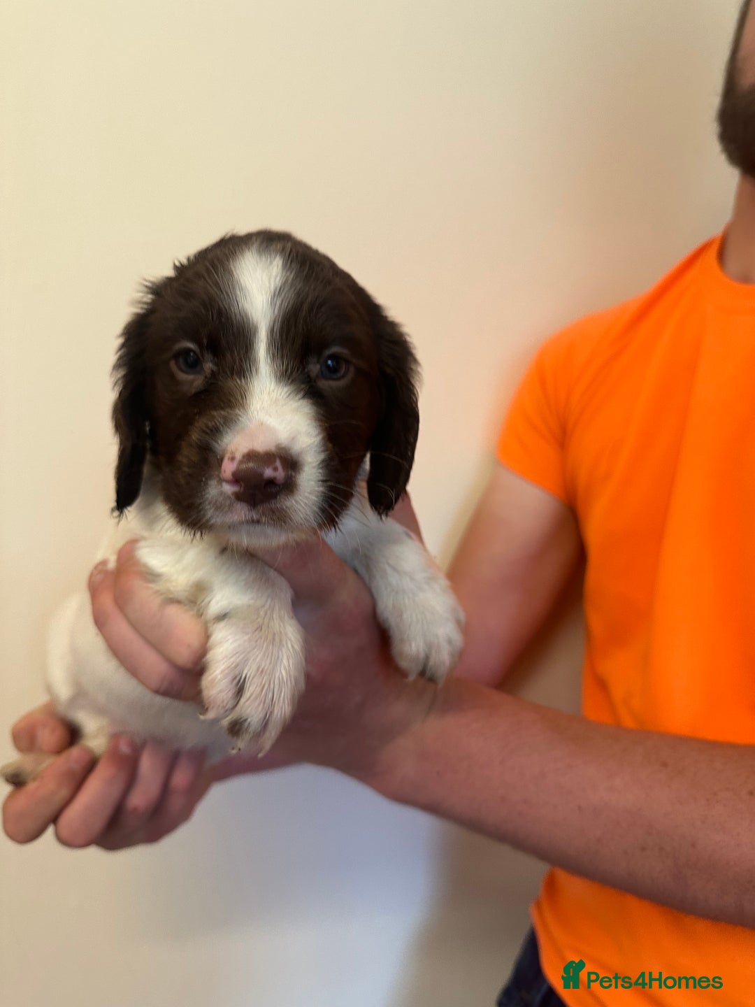 English Springer Spaniel dogs for sale: KC SPRINGER SPANIELS  - Image 3