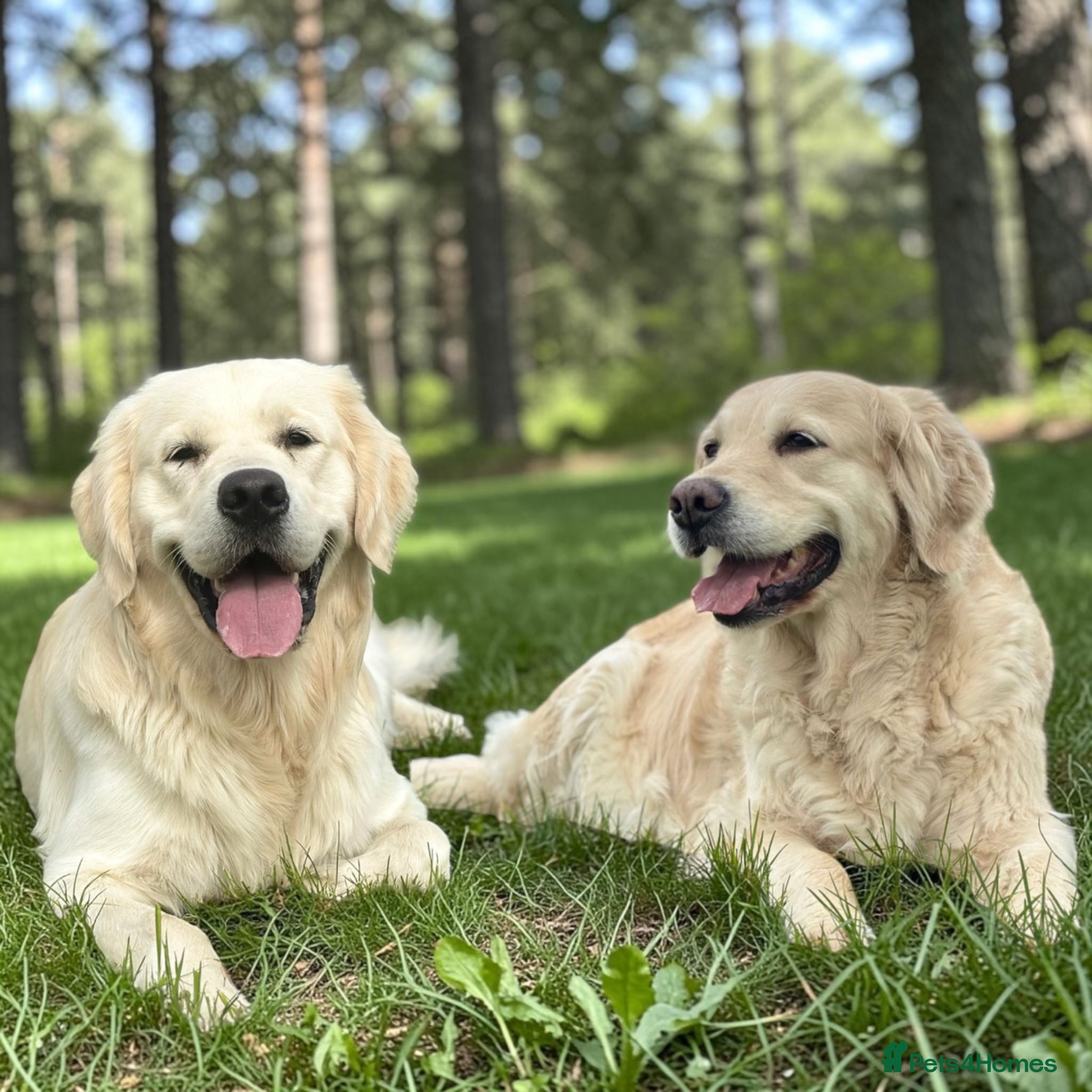 Golden Retriever dogs Golden retrievers puppies parents kC health tested - Advert 2