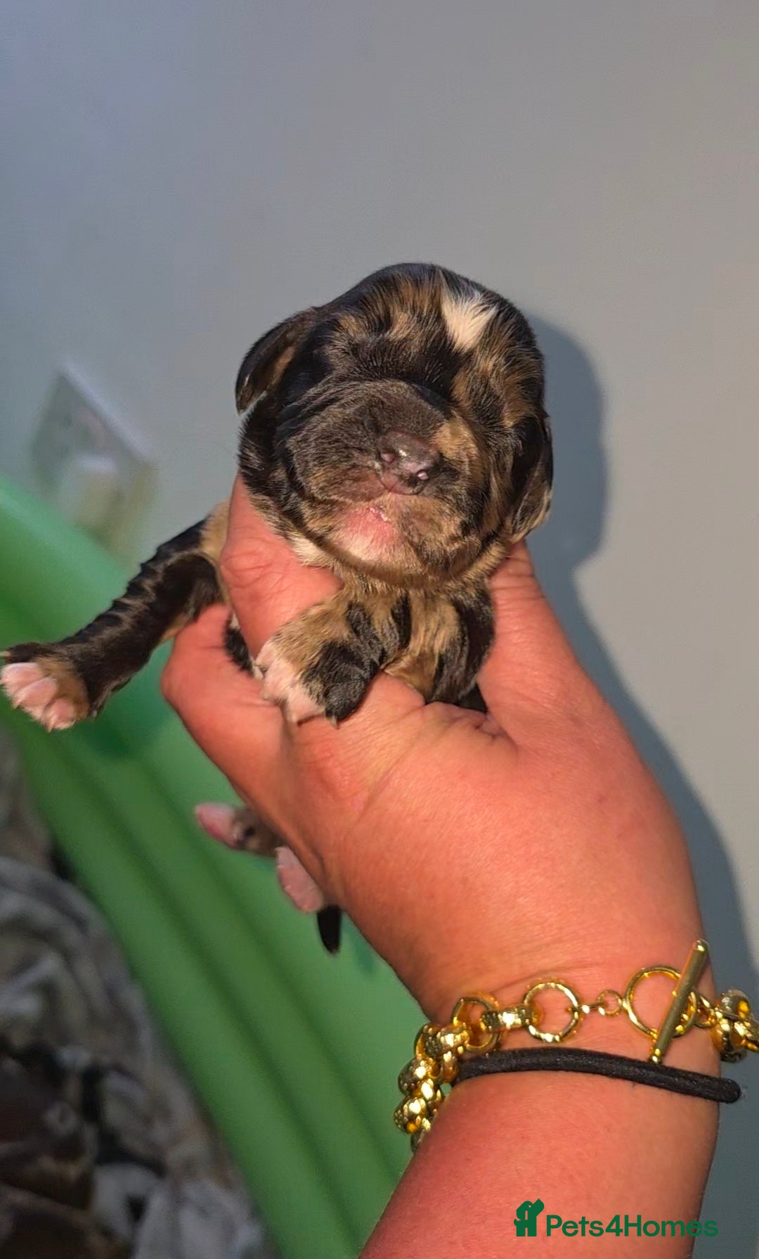 Cocker Spaniel dogs 🐾 Stunning merle Cocker Spaniels🐾  - Advert 15