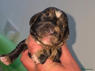 Cocker Spaniel dogs 🐾 Stunning merle Cocker Spaniels🐾 - Advert 15