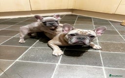 French Bulldog dogs for sale: Lilac bluefawn Frenchbulldog puppies ready to go   - Image 12