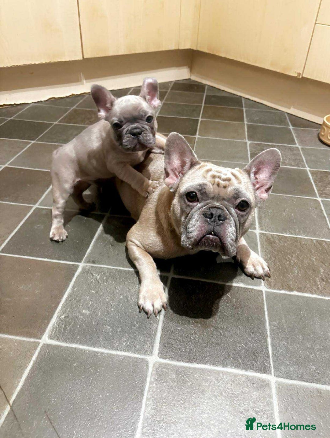 French Bulldog dogs for sale: Lilac bluefawn Frenchbulldog puppies ready to go   - Image 12