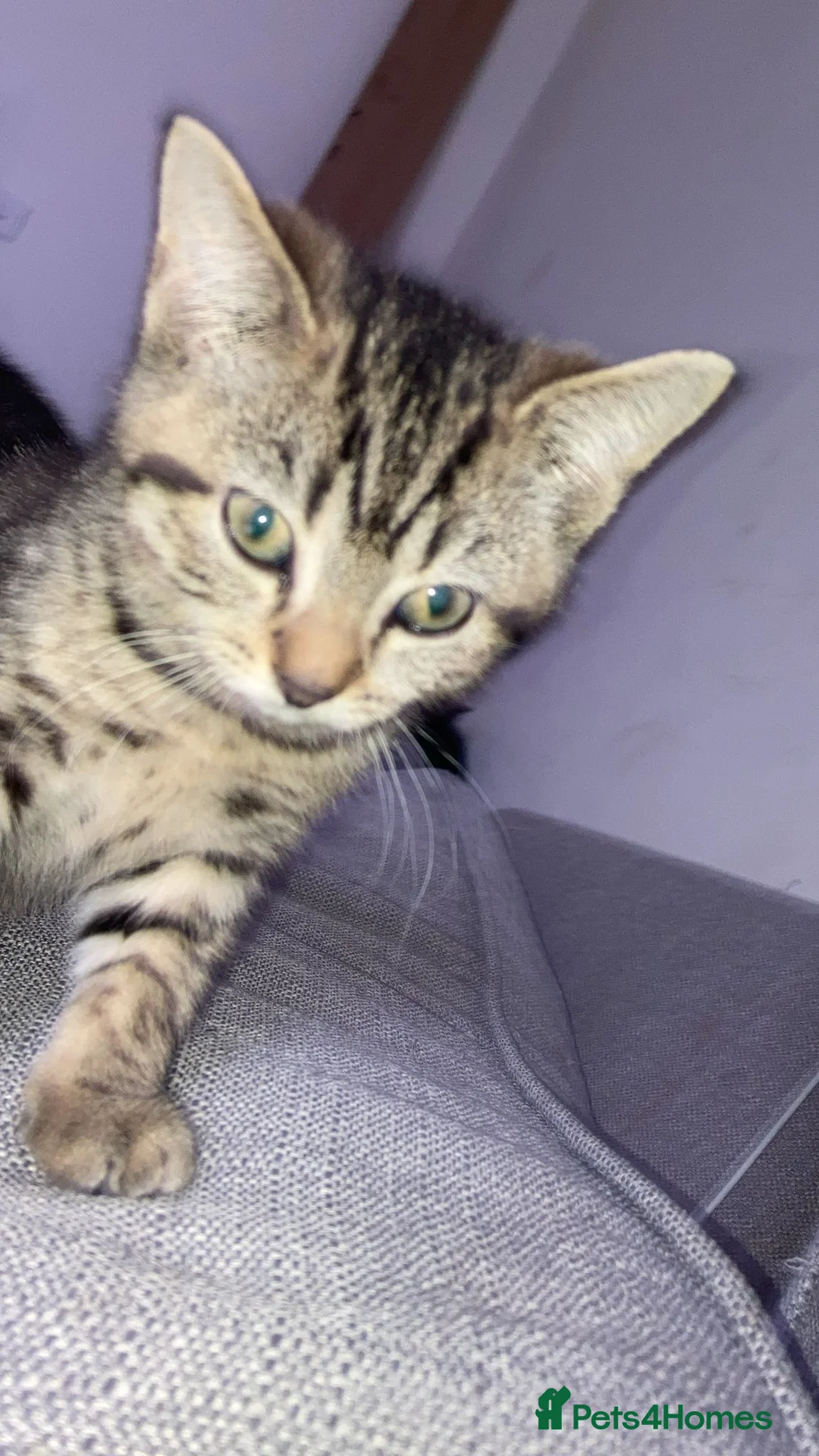 Mixed Breed cats for sale: Kittens, 2 black, 2 tabby in London - Advert 16