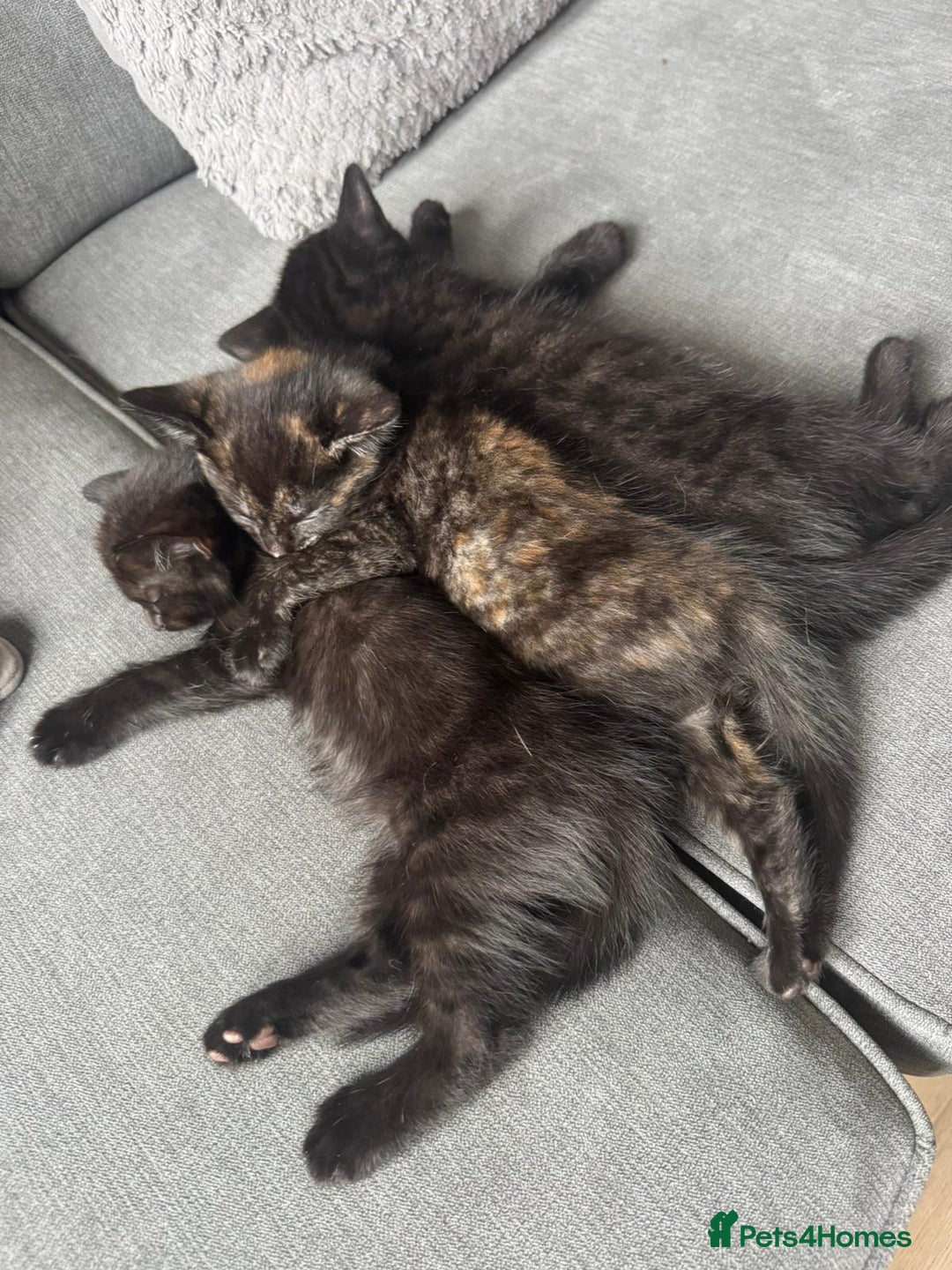 British Shorthair cats for sale: Beautiful kittens from black smoke mum  - Advert 10