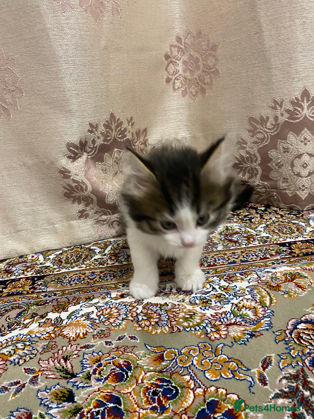 British Shorthair cats for sale: British shorthair  - Advert 3