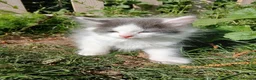 British Longhair cats for sale: READY NOW!!!! Stunning kittens - Advert 15