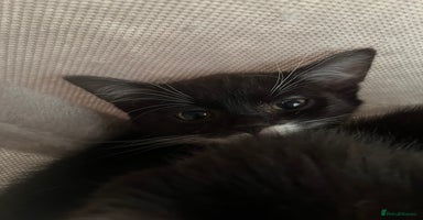 Maine Coon cats British Short Hair Cross Kittens❤️ - Advert 6