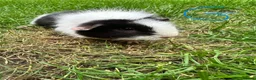 Guinea Pig rodents for sale: Guinea Pigs For Sale  - Advert 11