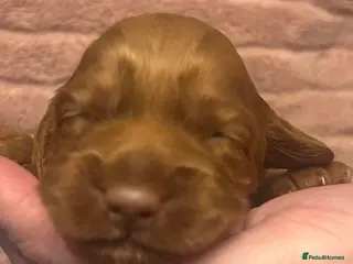 Cockapoo dogs Beautiful litter of cockapoos from family pets. - Advert 5