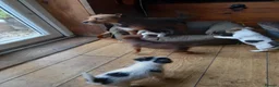 Jack Russell dogs for sale: Jack Russell pups in Rhayader - Advert 6