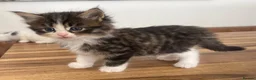 Persian cats for sale: Beautiful Persian Kittens Ready for Forever Homes - Advert 17