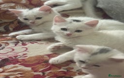 Mixed Breed cats for sale: adorable kitten ready to go home - Image 3
