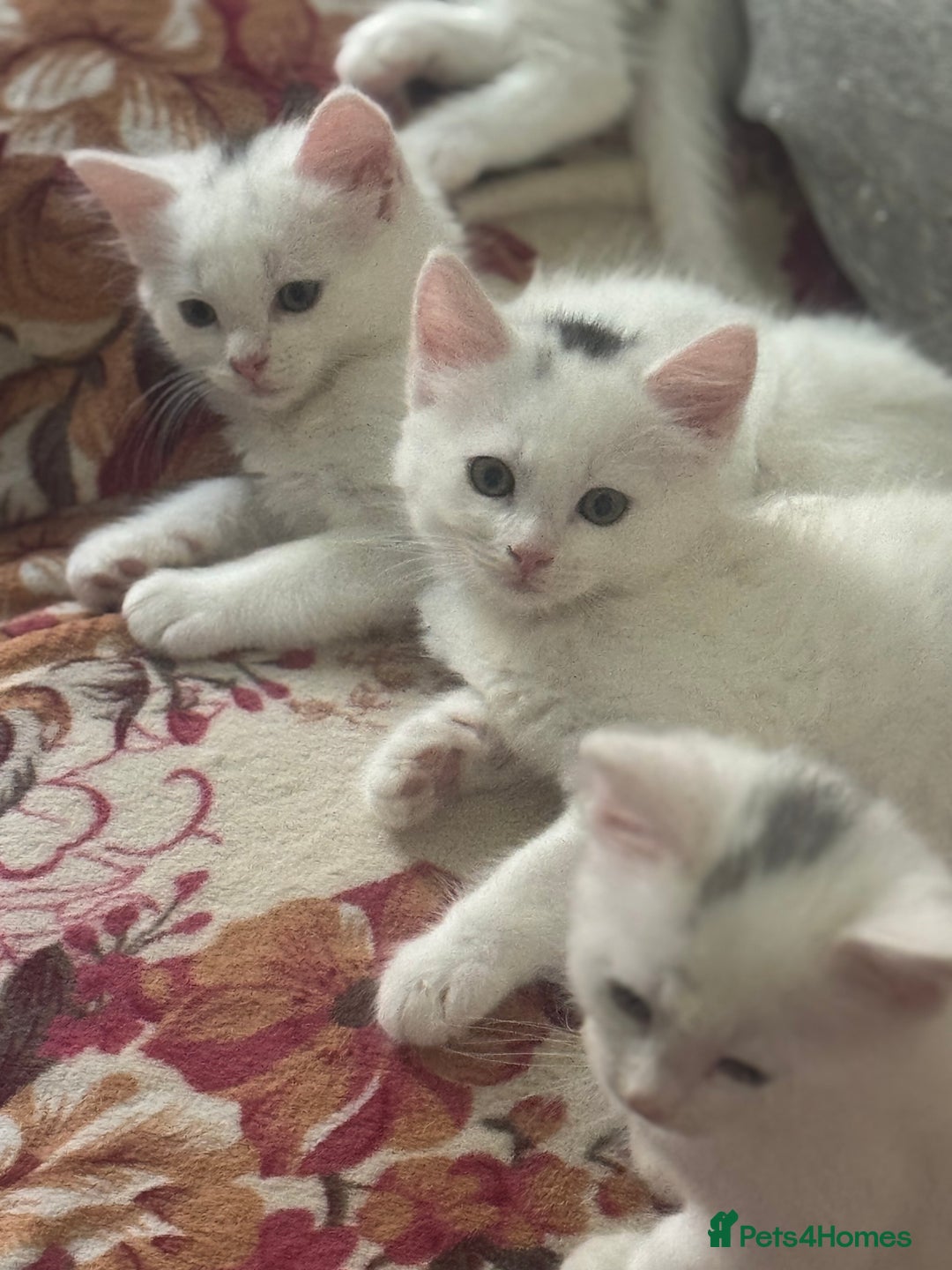 Mixed Breed cats for sale: adorable kitten ready to go home - Image 3