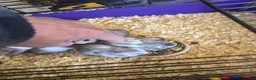 Hamster rodents for sale: Baby Syrian hamsters  - Advert 10