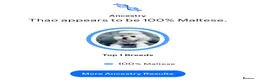 Maltese dogs for stud: 👑Exquisite KC Korean Maltese Stud DNA Clear👑 - Advert 12