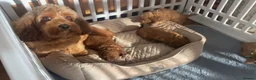 Cockapoo dogs for sale:  F1b American Cockapoos * Health Tested Parents * - Advert 28