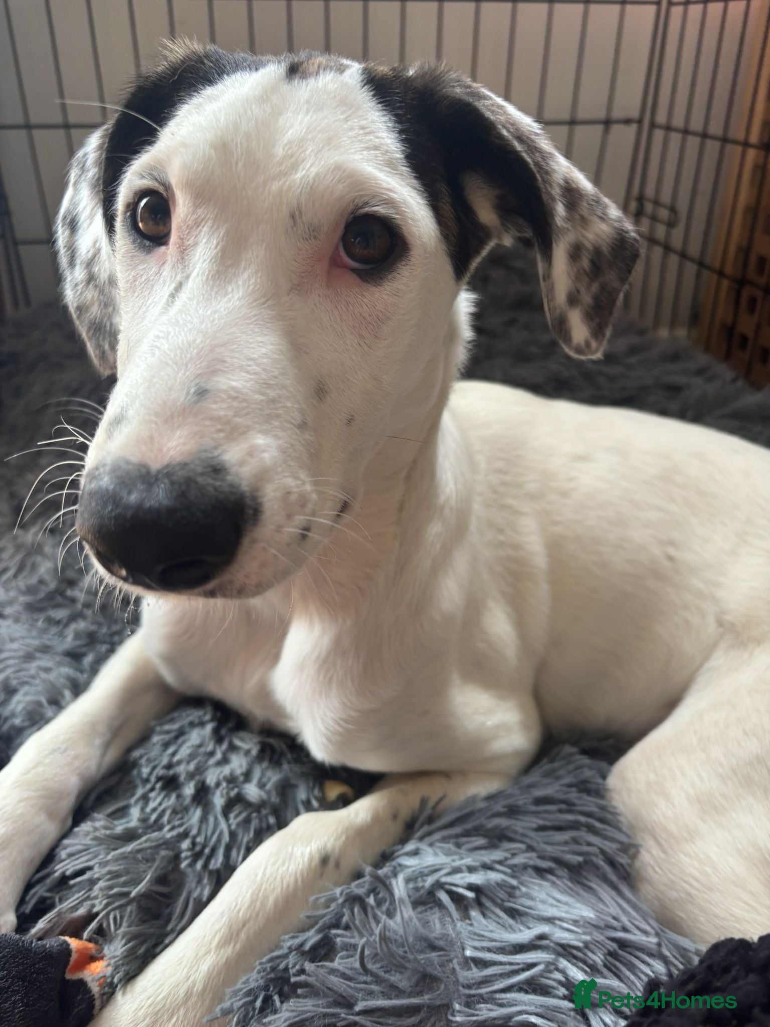 Mixed Breed dogs Beautiful Bella - Advert 1