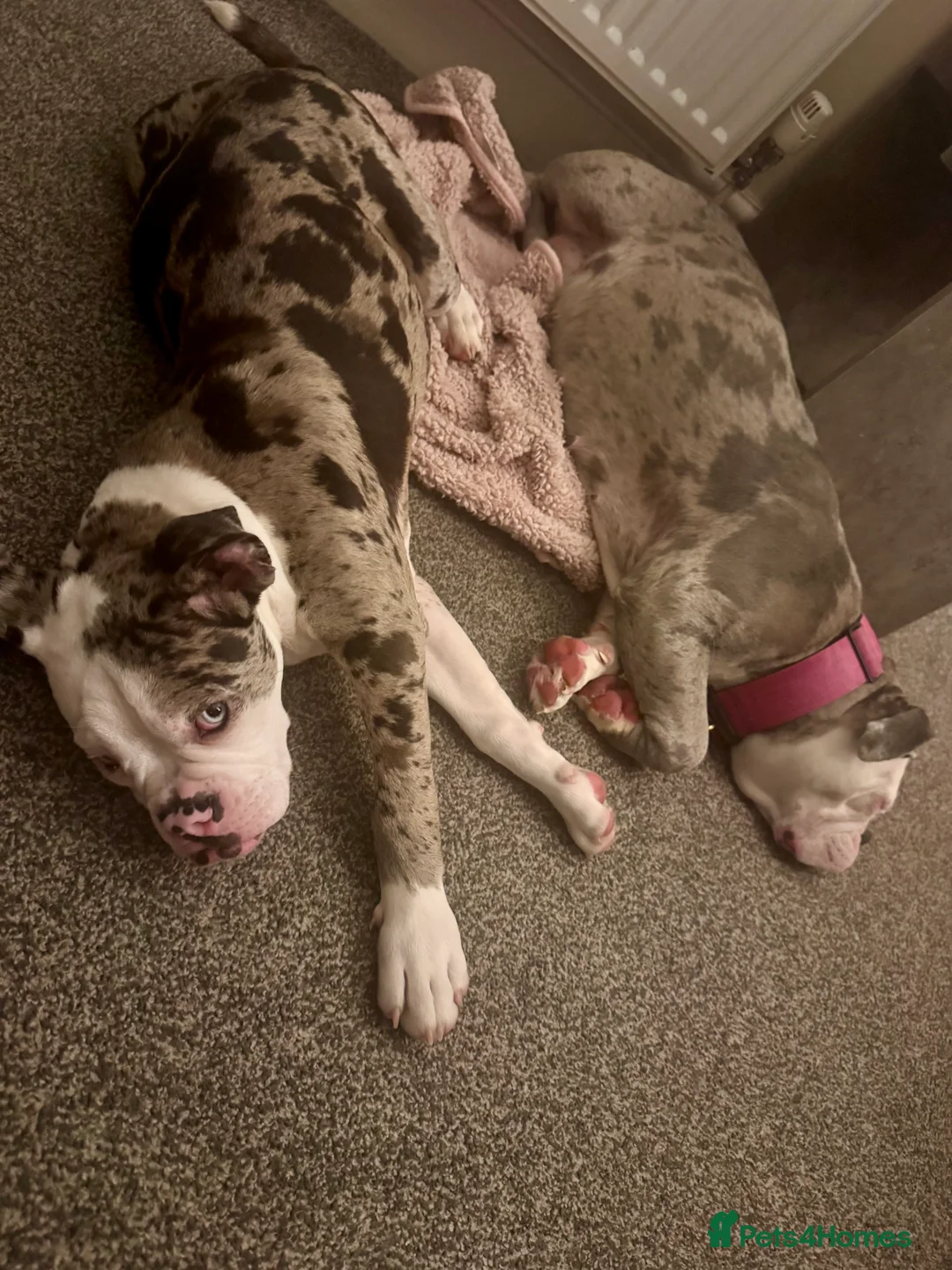 Old Tyme Bulldog dogs for sale: Old Tyme English For Sale  - Advert 2