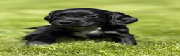 Cocker Spaniel dogs for sale: Black male from Fully Health Tested Parents - Advert 9