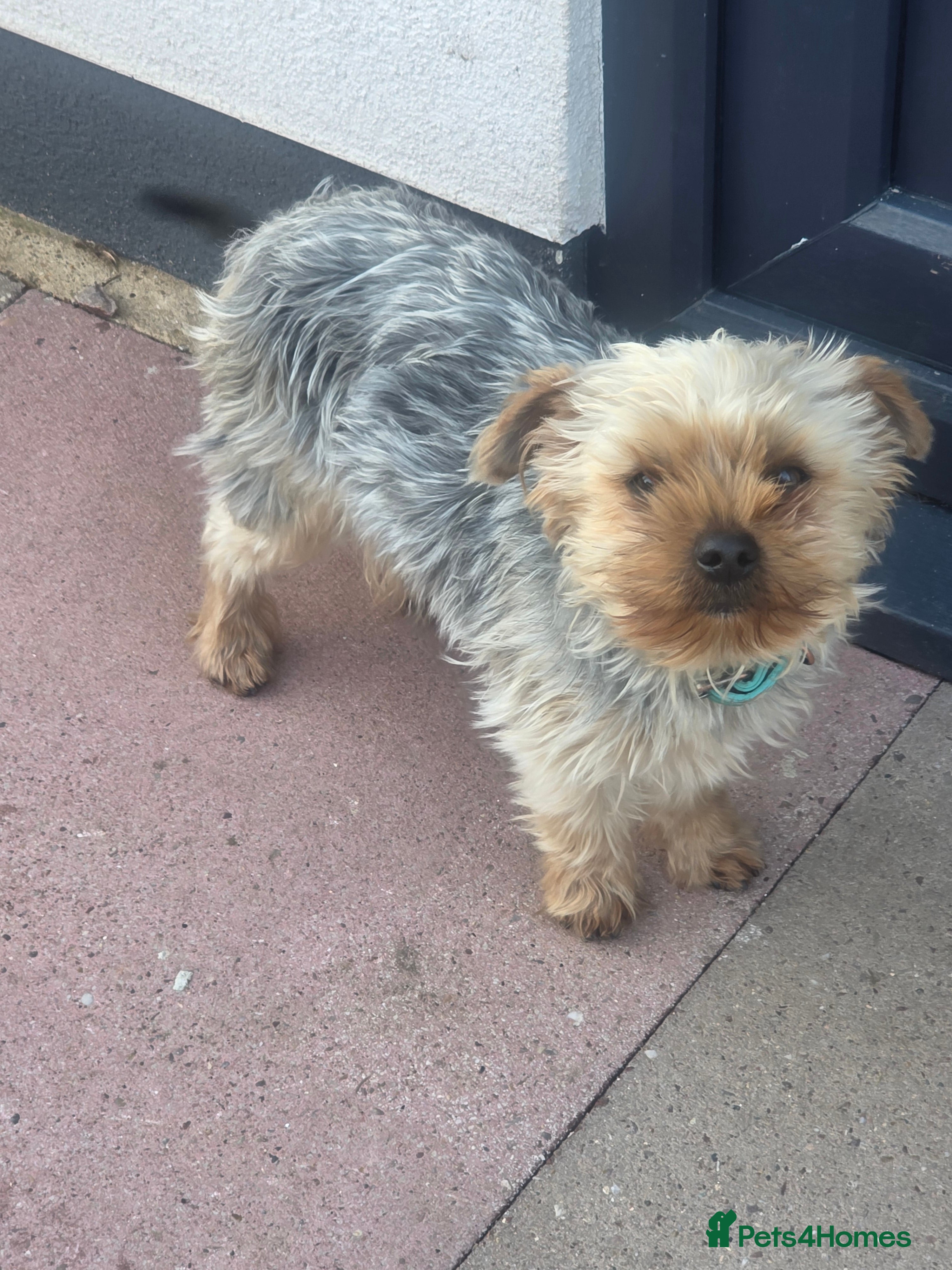 Yorkshire Terrier dogs Yorkshire terrier 8 months old girl - Advert 4