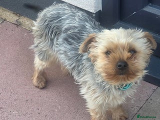 Yorkshire Terrier dogs Yorkshire terrier 8 months old girl - Advert 1