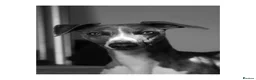 Whippet dogs for stud: KC registered stud, big, based in Hampshire - Advert 7