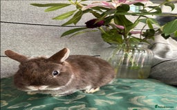 Netherland Dwarf rabbits for sale: pedigree Netherland dwarf Doe 1y0 free roam in Harrow - Image 8