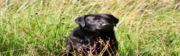 Labrador Retriever dogs for stud: 0/0 Hips and Elbows Black Labrador Stud in Totnes - Advert 17