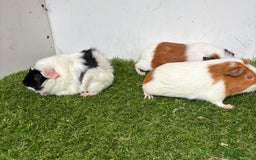 Guinea Pig rodents for sale: Super calm, friendly Guinea pig females  - Image 24