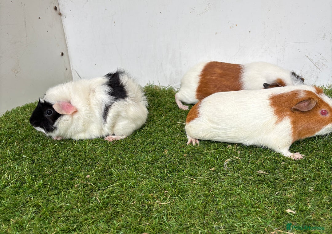 Guinea Pig rodents for sale: Super calm, friendly Guinea pig females  - Image 24