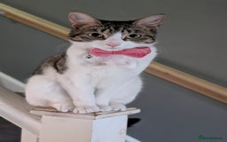Mixed Breed cats for sale: Tinkerbell is Ready Free to good home! - Image 2