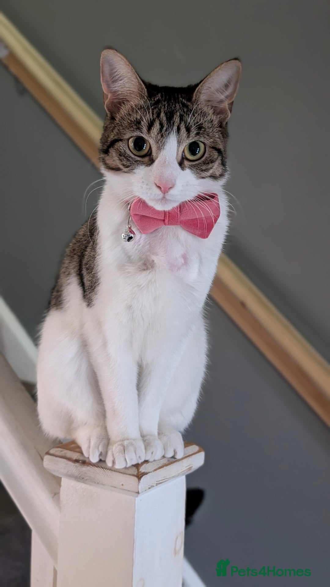 Mixed Breed cats for sale: Tinkerbell is Ready Free to good home! - Image 2