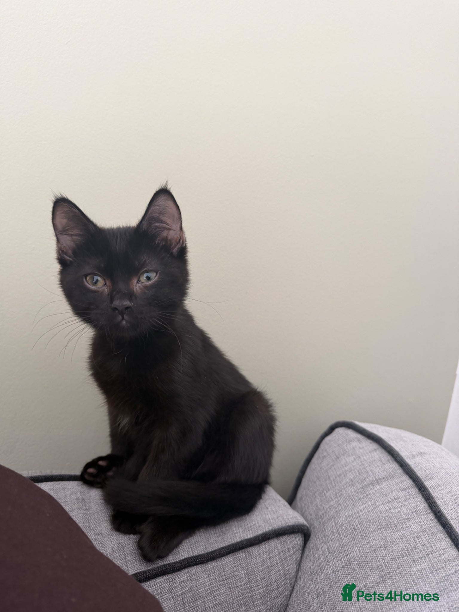 American Shorthair cats 15 week old black kitten - Advert 2