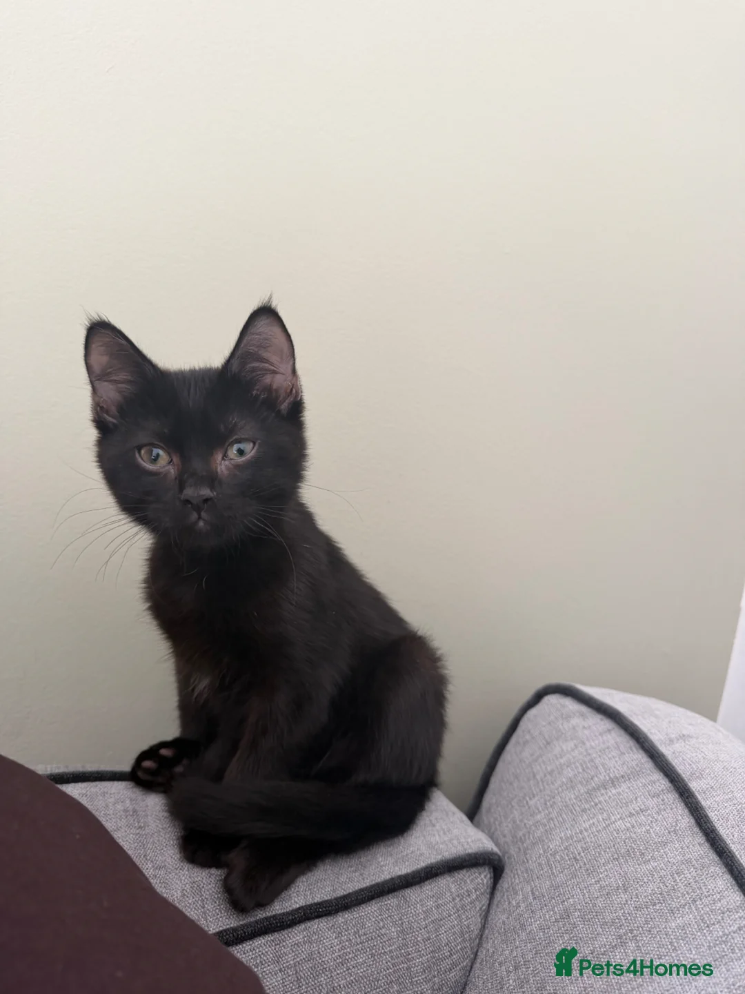 American Shorthair cats for sale: 15 week old black kitten - Advert 1