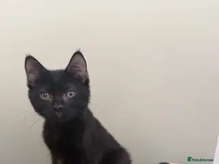 American Shorthair cats 15 week old black kitten - Advert 2