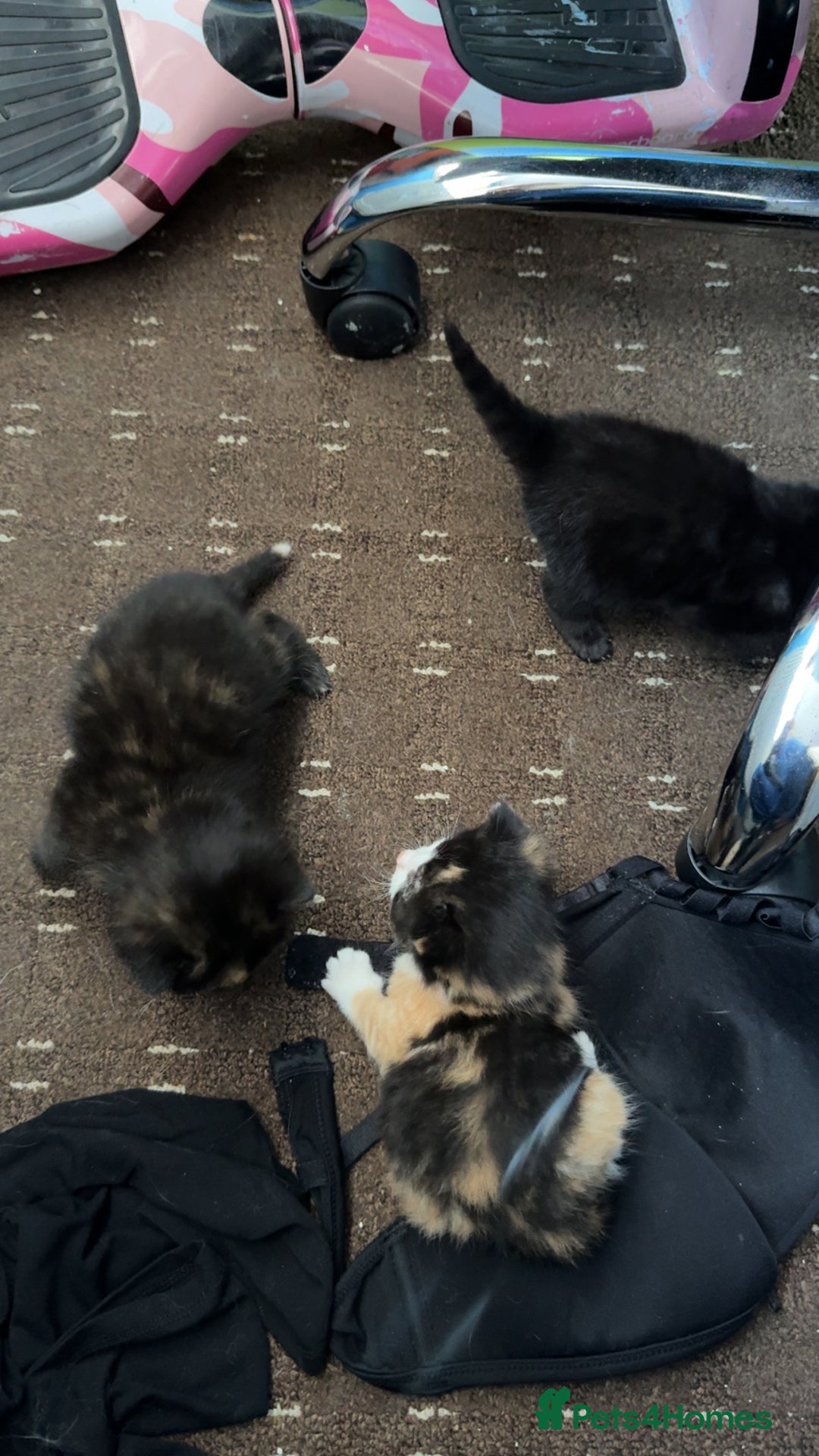 British Shorthair cats for sale: kittens - Advert 2