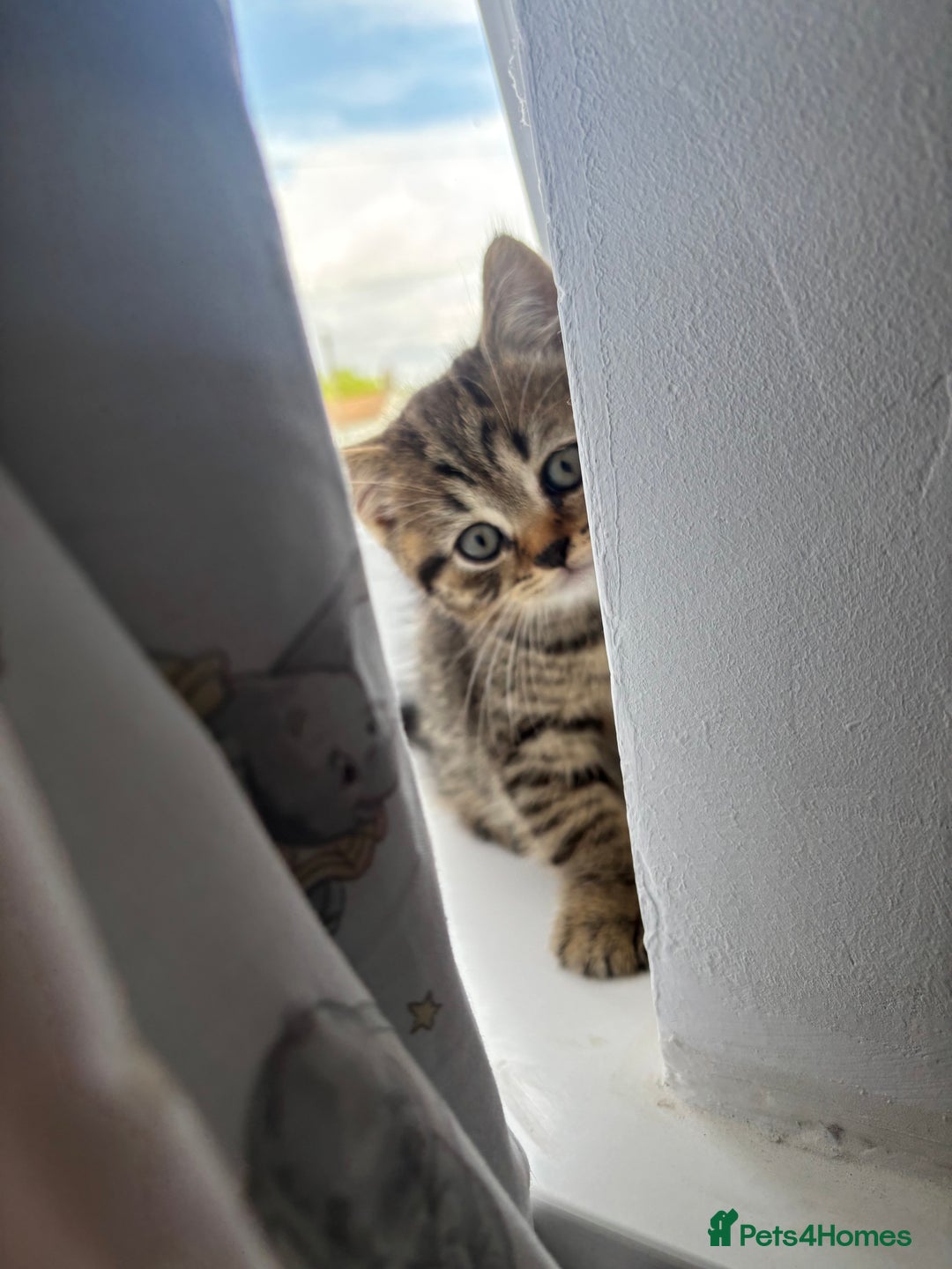 Scottish Fold cats for sale: 😻Cutest boy ever 😻 - Image 4
