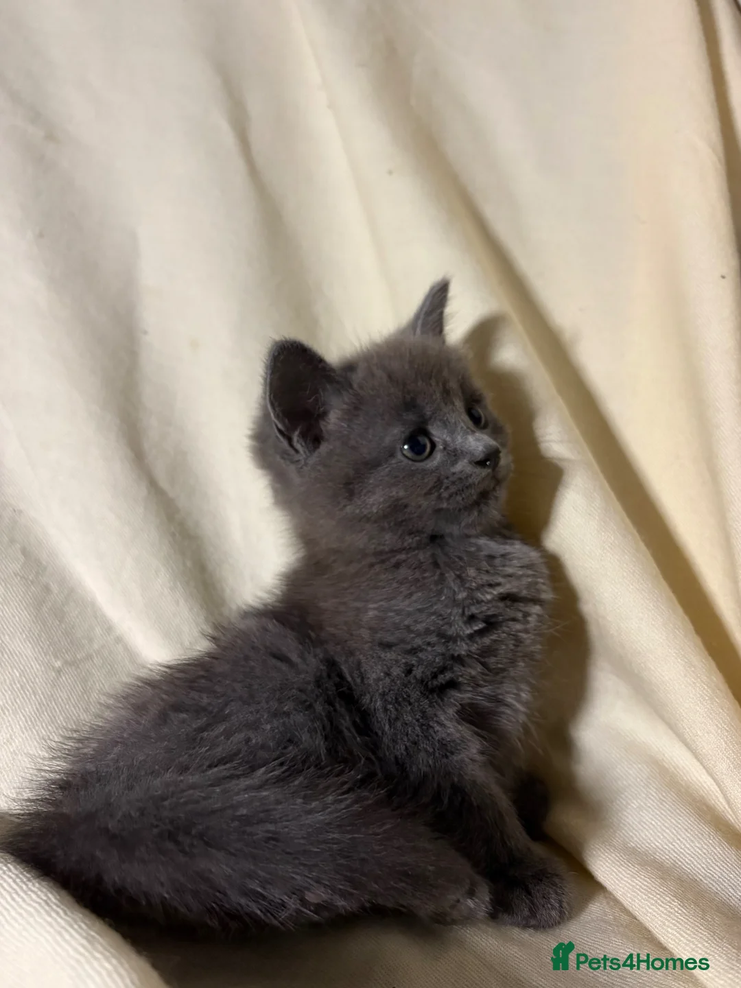 Russian Blue cats for sale: Russian blue kitten - ready to leave - Advert 2